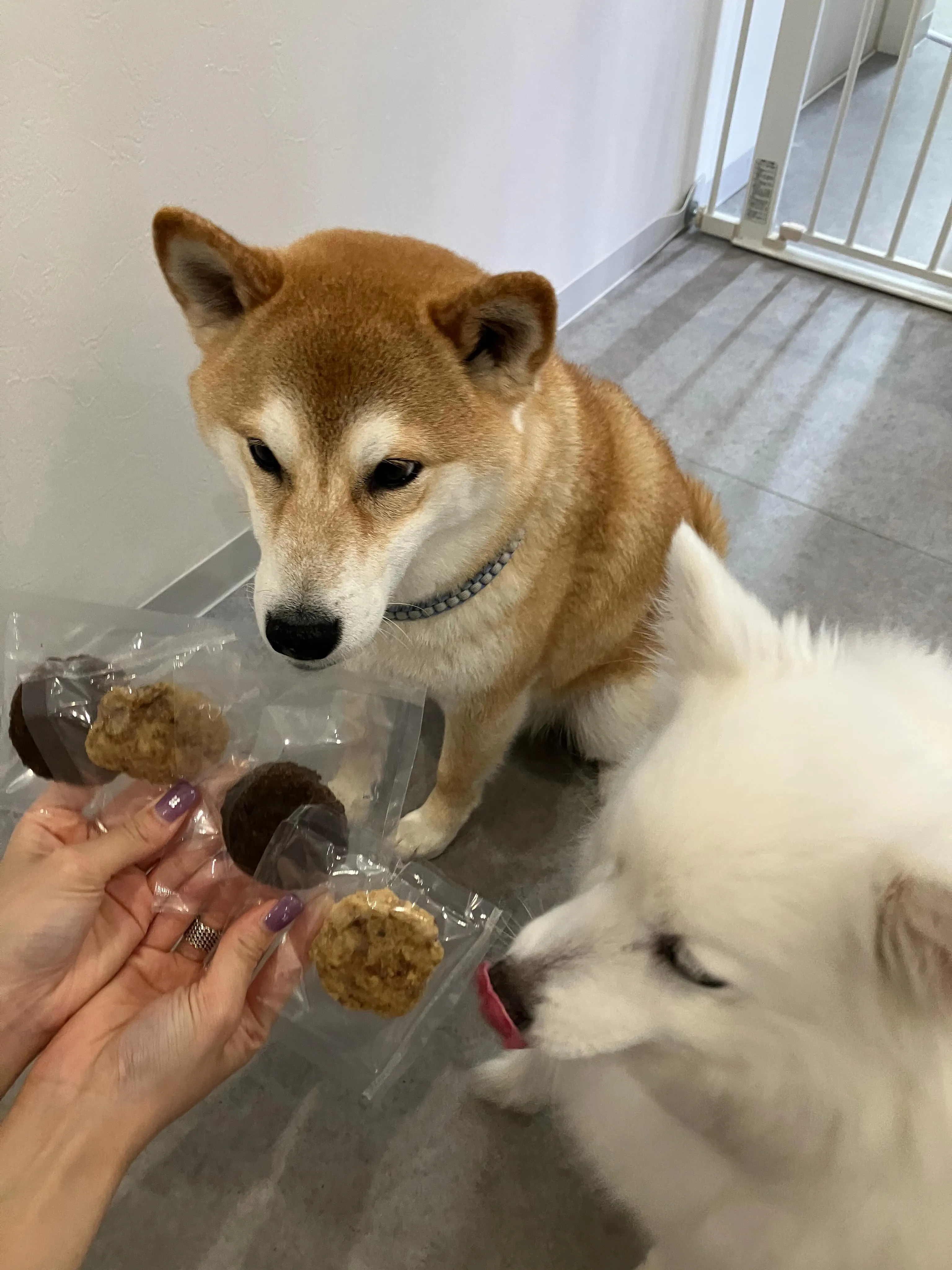 ご来店先着順!